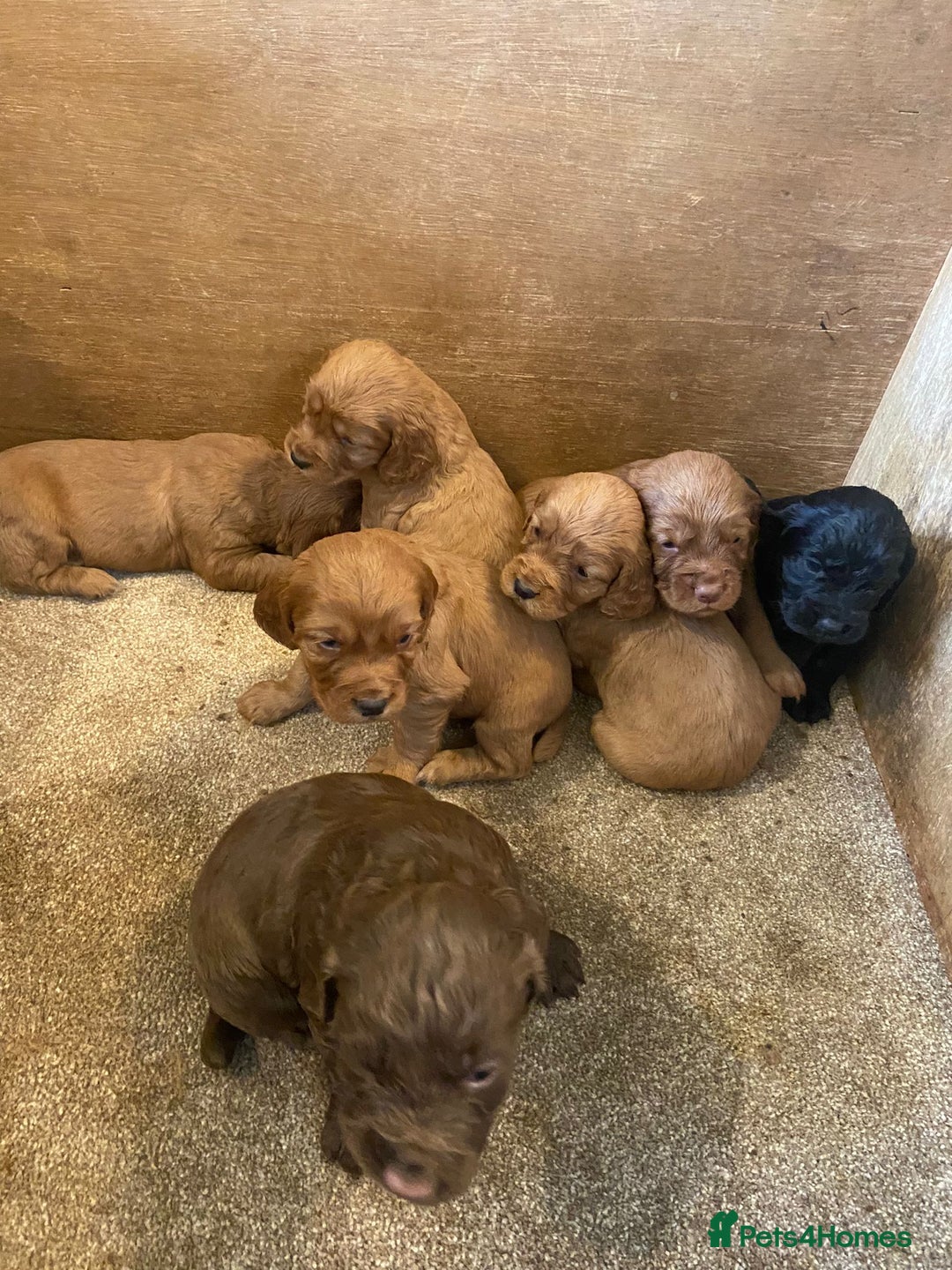 Cocker Spaniel dogs for sale: Working cocker spaniels - Advert 4