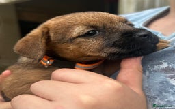 Border Terrier dogs for sale: Border Terrier Pups - Image 14