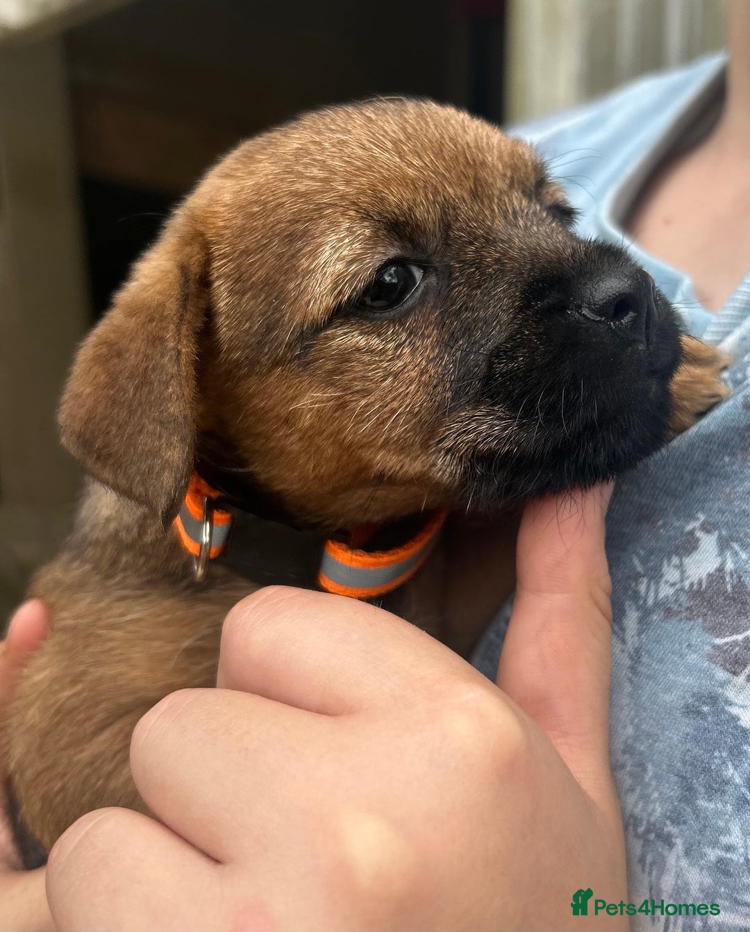 Border Terrier dogs for sale: Border Terrier Pups - Image 14