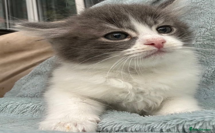 Siberian cats - Advert 1