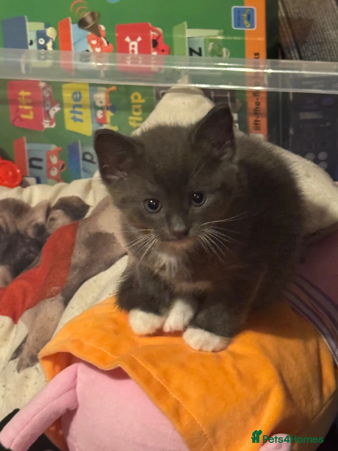 Ragcoon cats for sale: Beautiful female Ragcoon kittens **AVAILABLE NOW * in Perth - Advert 8