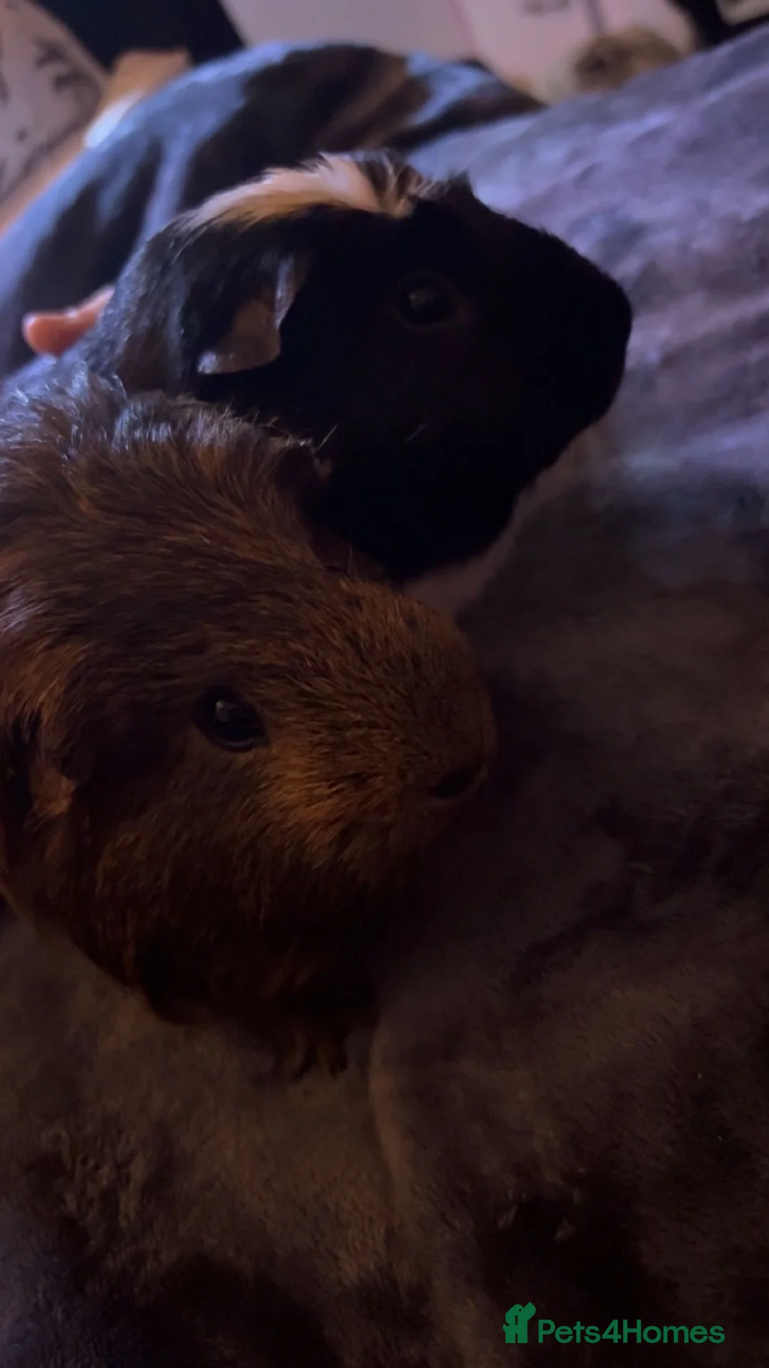 Guinea Pig rodents for sale: Guinea pigs for sale  - Advert 1