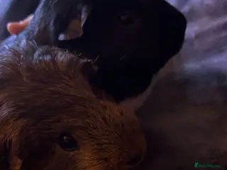 Guinea Pig rodents Guinea pigs for sale - Advert 2