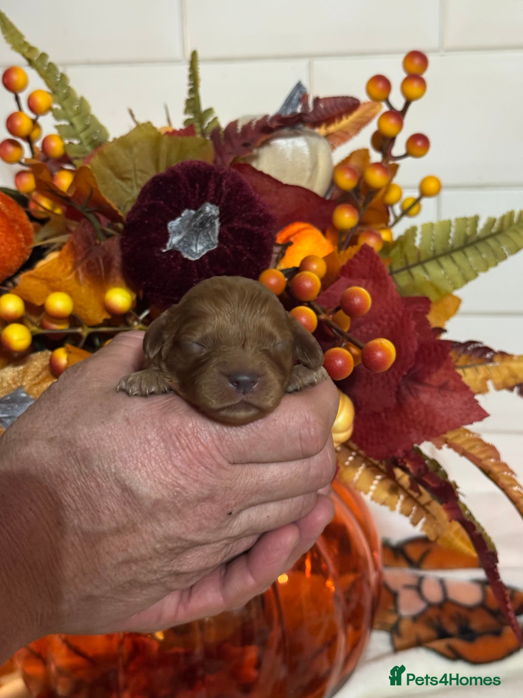 Cavapoo dogs for sale: 1 girl red Cavapoo babies looking for families  - Advert 14