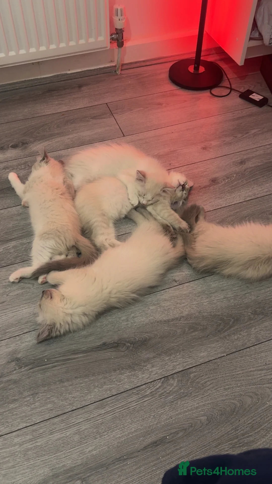 Ragdoll cats for sale: Ragdoll kittens - Advert 2