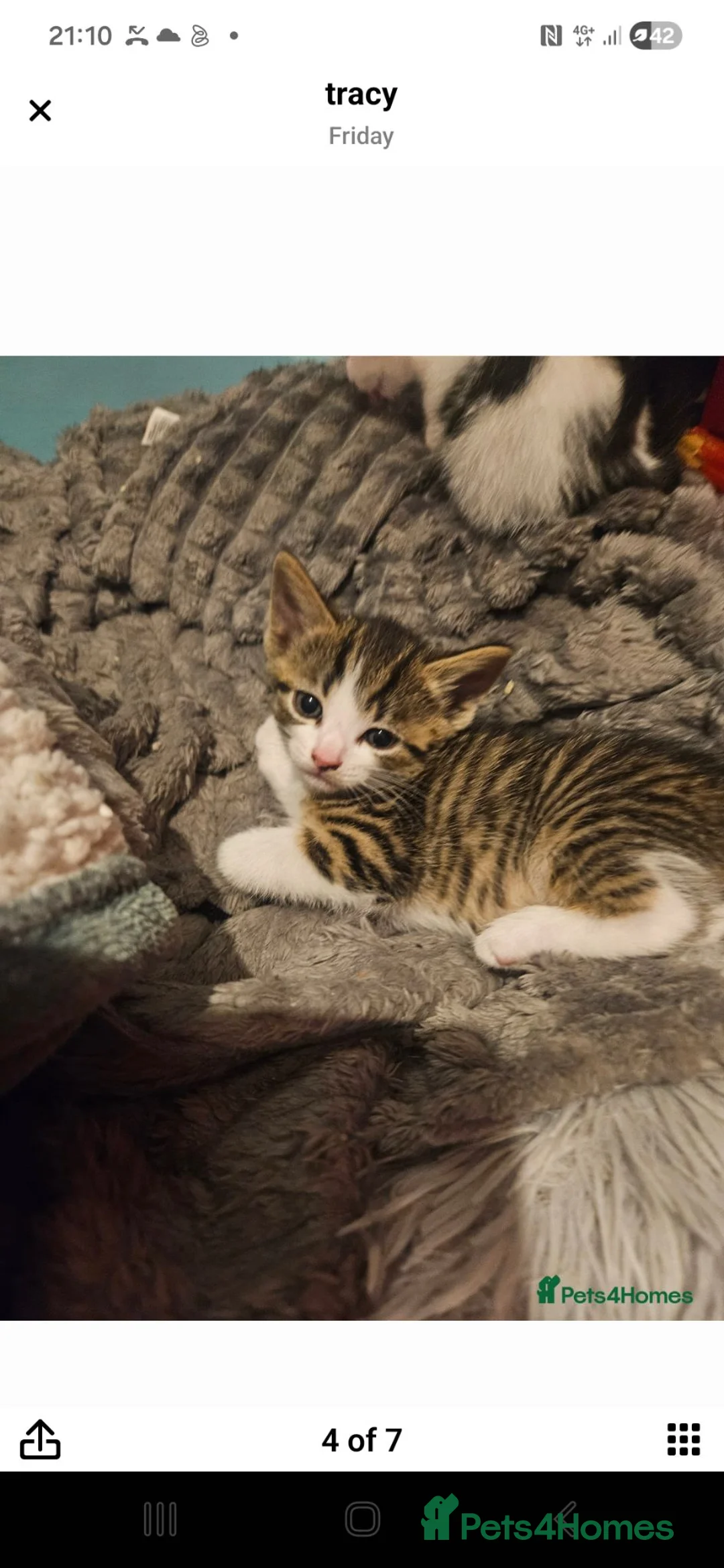 Mixed Breed cats for sale: Kittens  - Advert 10