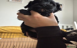 Mixed Breed dogs for sale: Beautiful havapoo’s READY TO GO 1 boy left - Advert 28