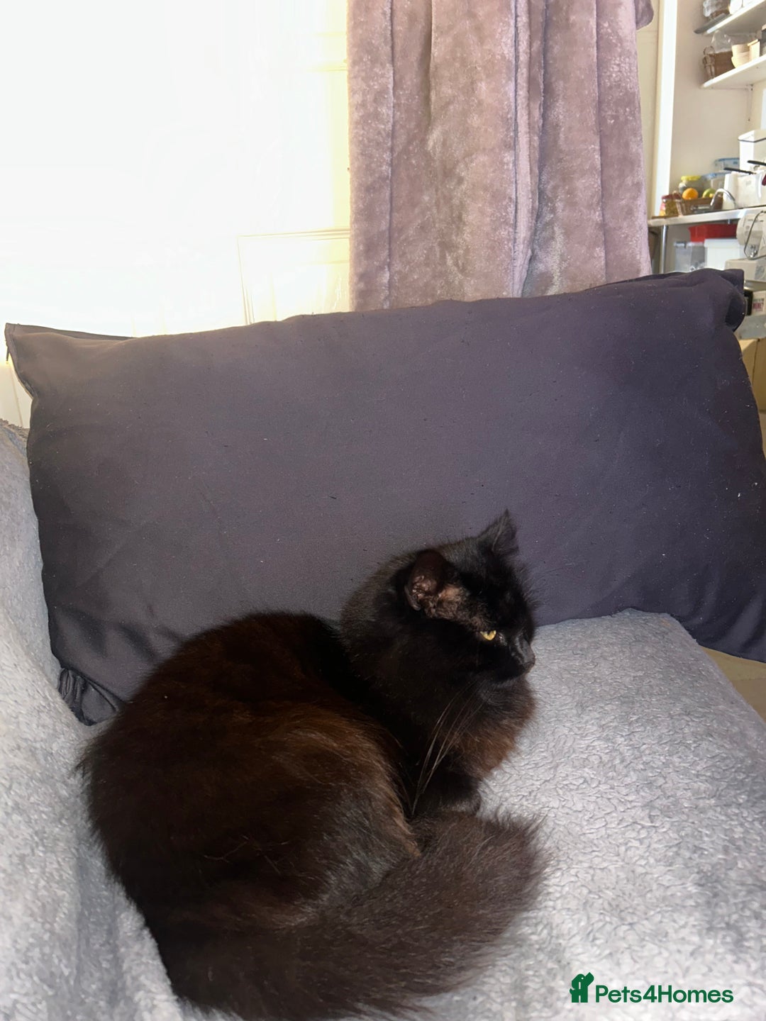 Mixed Breed cats for sale: 4 Loving Cats Seeking Forever Homes - Image 22