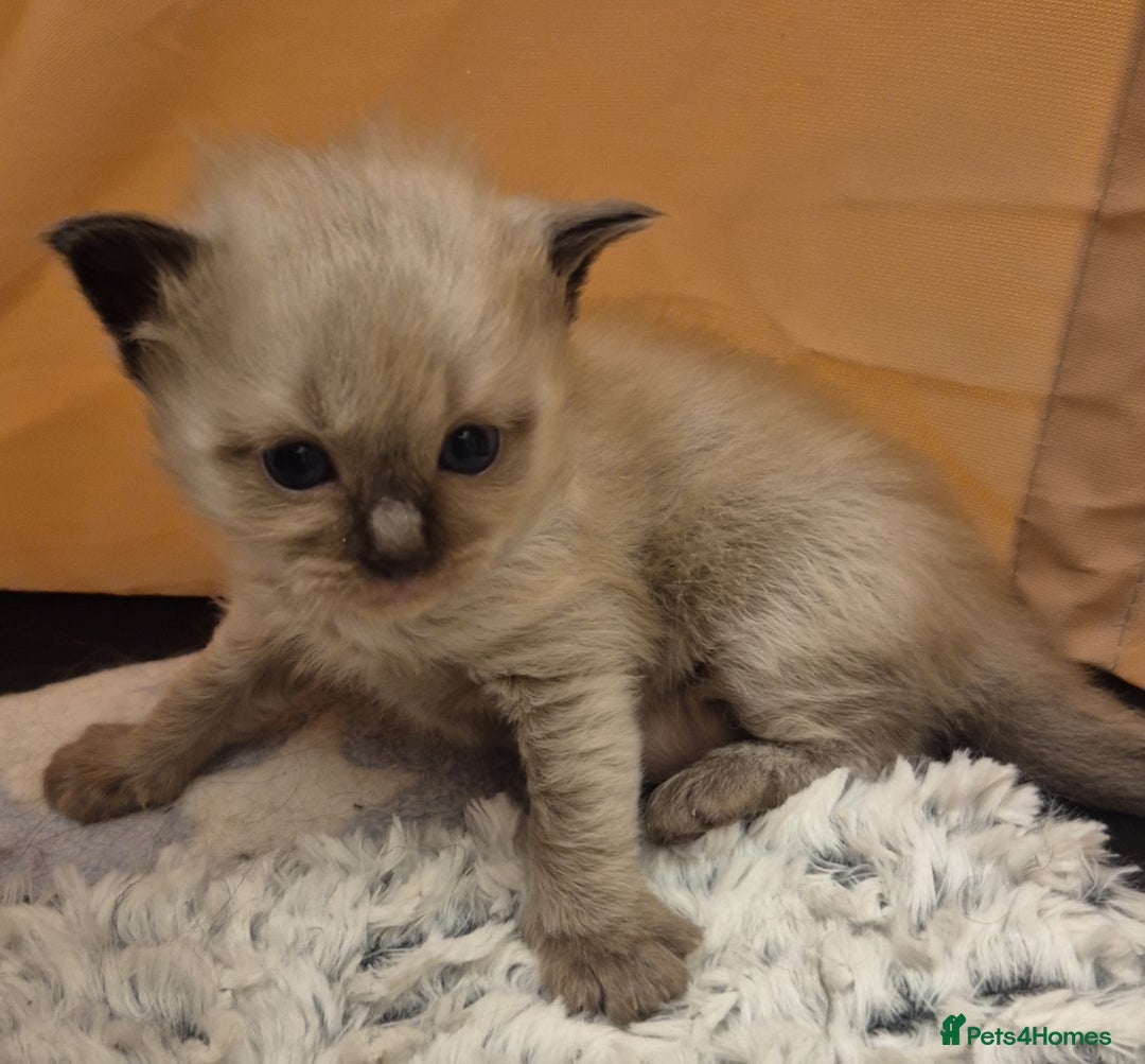 Ragdoll cats for sale: Beautiful ragdoll kittens  - Image 3