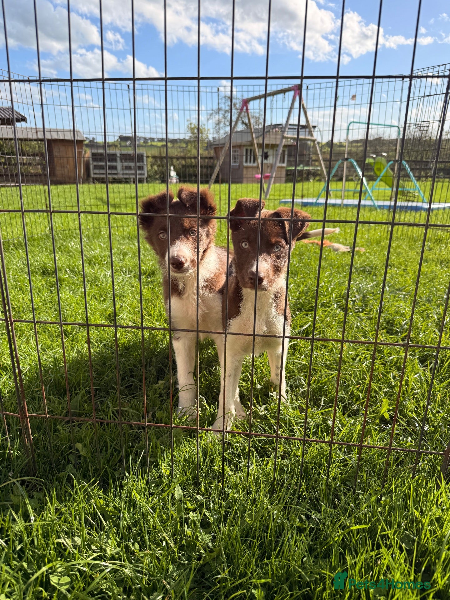 Border Collie dogs Two Red & White ISDS Registered Bitch Pups - Advert 2