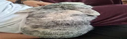 Mixed Breed rabbits for sale: Two boy rabbits  - Advert 4