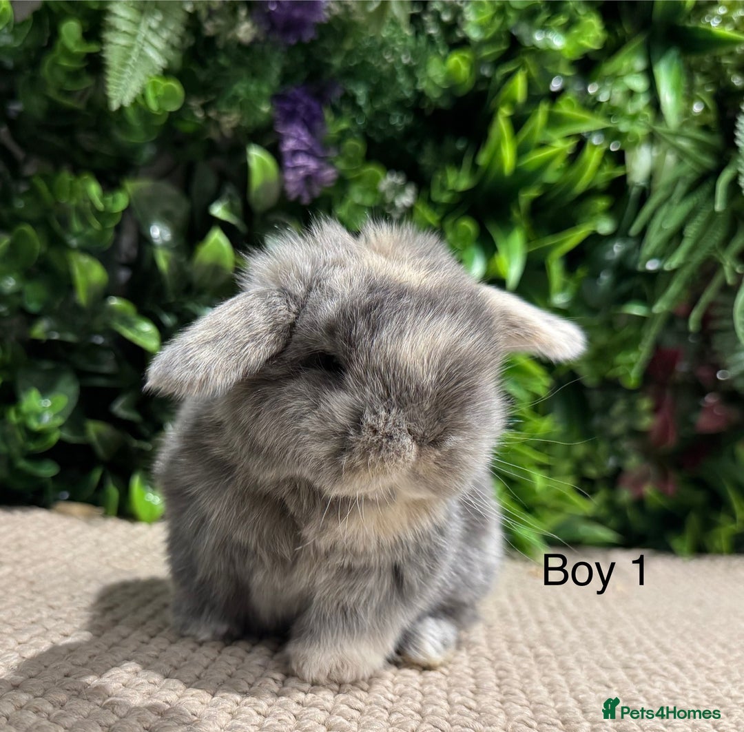 Mini Lop rabbits for sale: ⭐️ pure bred mini lops ⭐️ ready 27th dec - Advert 1
