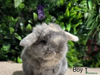 Mini Lop rabbits ⭐️ pure bred mini lops ⭐️ ready 27th dec - Advert 1