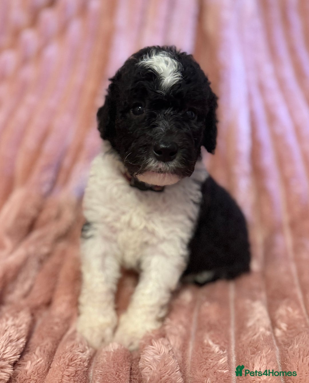 Sheepadoodle dogs for sale: Lovely Litter of F1 Sheepadoodles 5⭐️ license  - Image 15