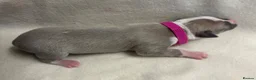 Whippet dogs for sale: Beautiful whippet puppies  - Advert 26