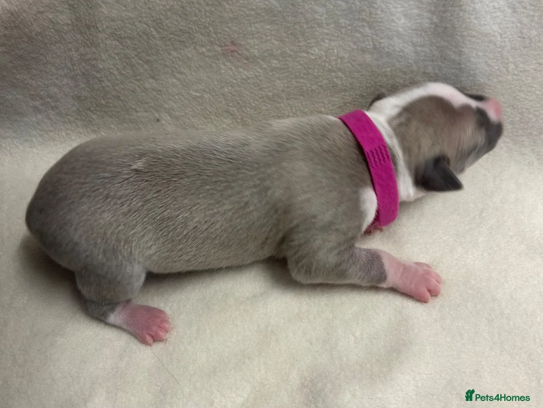 Whippet dogs for sale: Beautiful whippet puppies  - Advert 26