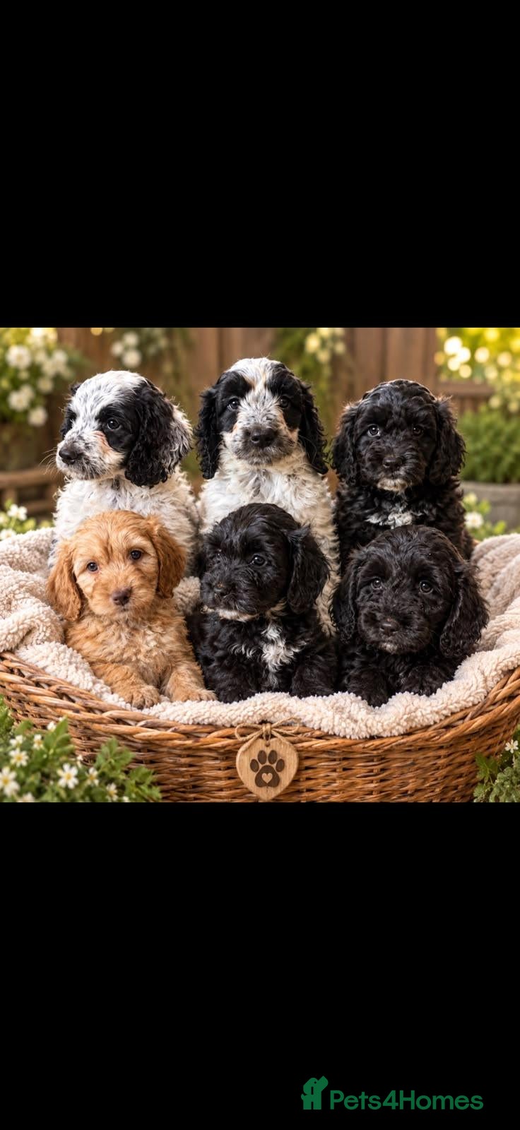Cockapoo dogs 🏡Ready to leave cockerpoos 🐶🏡only 3 left  - Advert 1