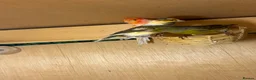 Canaries birds for sale: Canaries  - Advert 3