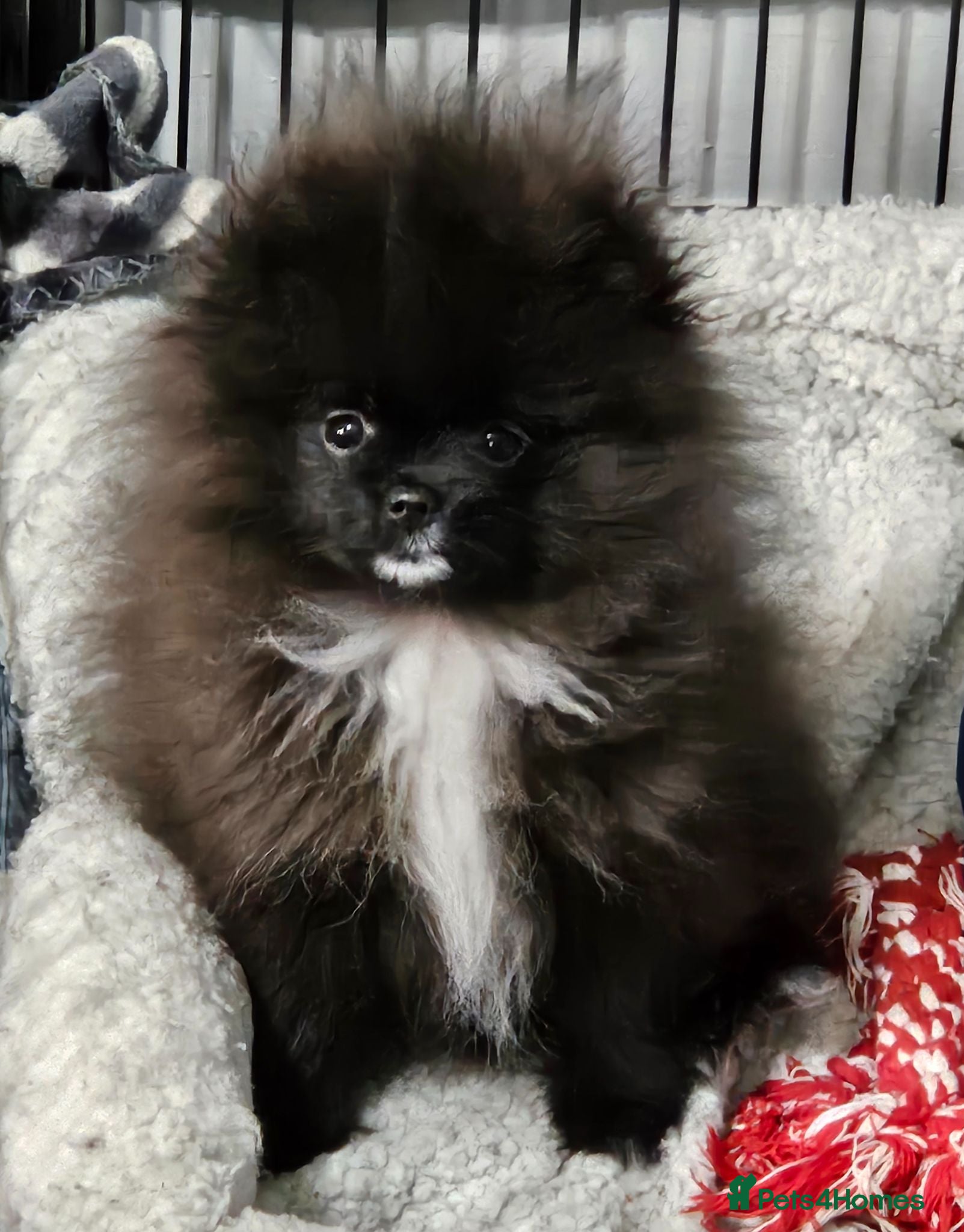 Pomeranian dogs FULLY VACCINATED.. Champion line, Pomeranian pups - Advert 2