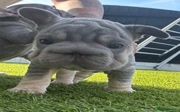 French Bulldog dogs for sale: French bulldog babies  - Image 29