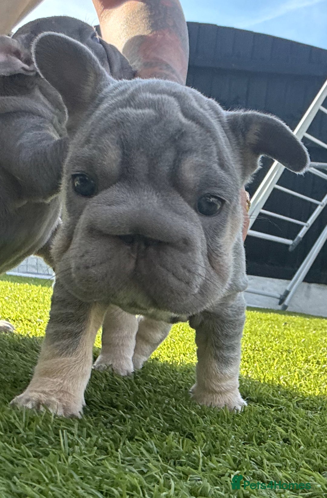 French Bulldog dogs for sale: French bulldog babies  - Image 29