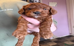 Cockapoo dogs for sale: Stunning toy size F1 cockapoo puppies - Image 6