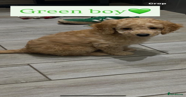 Cockapoo dogs Cockapoo’s 1 boy left  - Advert 16