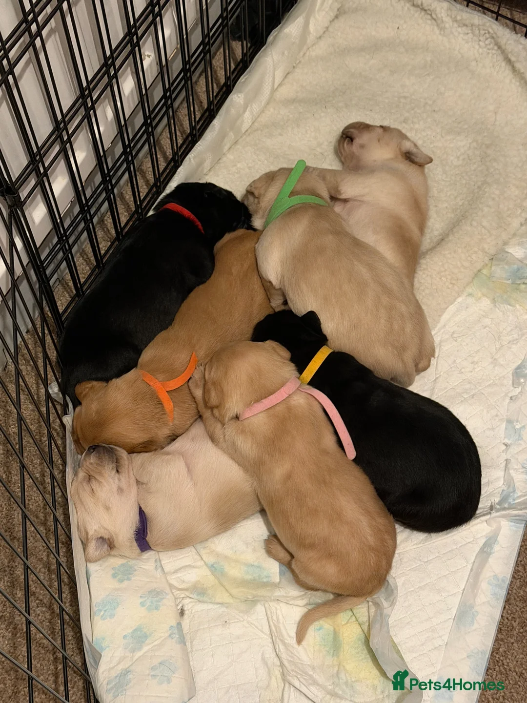 Labrador Retriever dogs for sale: Adorable Labrador Puppies - Advert 1