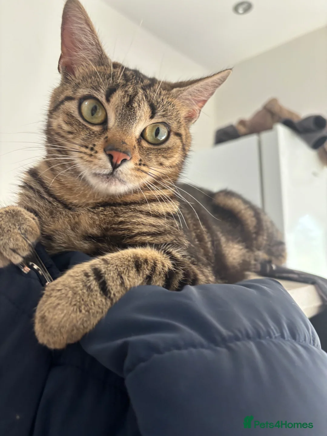 Mixed Breed cats for sale: Kittens - Advert 1