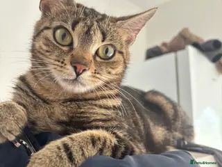 Mixed Breed cats Kittens - Advert 1