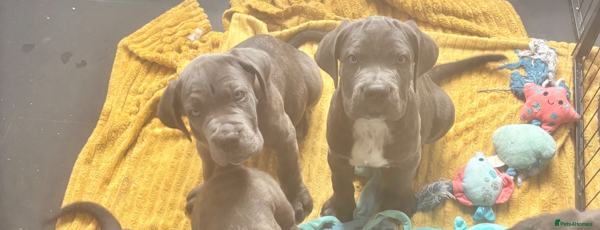Cane Corso dogs 3 Pure Cane Corso Puppies Available Now  - Advert 2