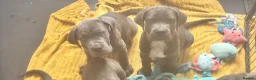Cane Corso dogs for sale: Last Pure Cane Corso Boy Puppy Left Of 12  - Advert 4