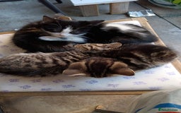 Mixed Breed cats for sale: Kittens for sale - Image 21