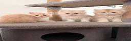 Persian cats for sale: Stunning Persian Purebreed White & Ginger Kittens - Advert 1