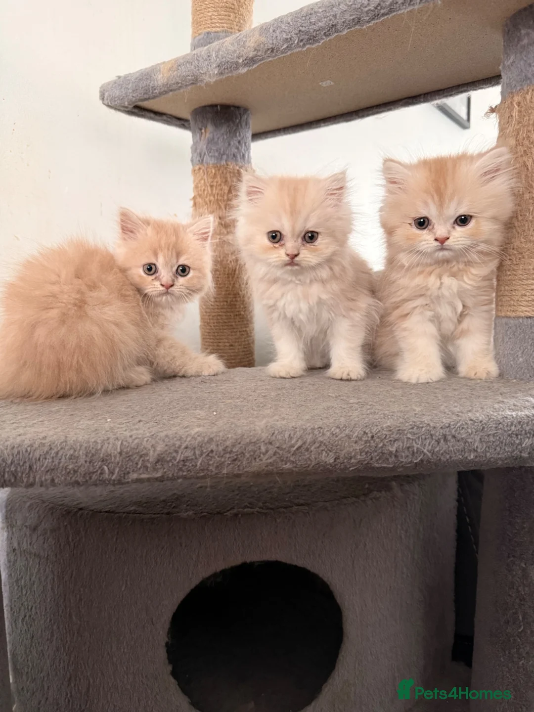 Persian cats for sale: Stunning Persian Purebreed White & Ginger Kittens - Advert 1