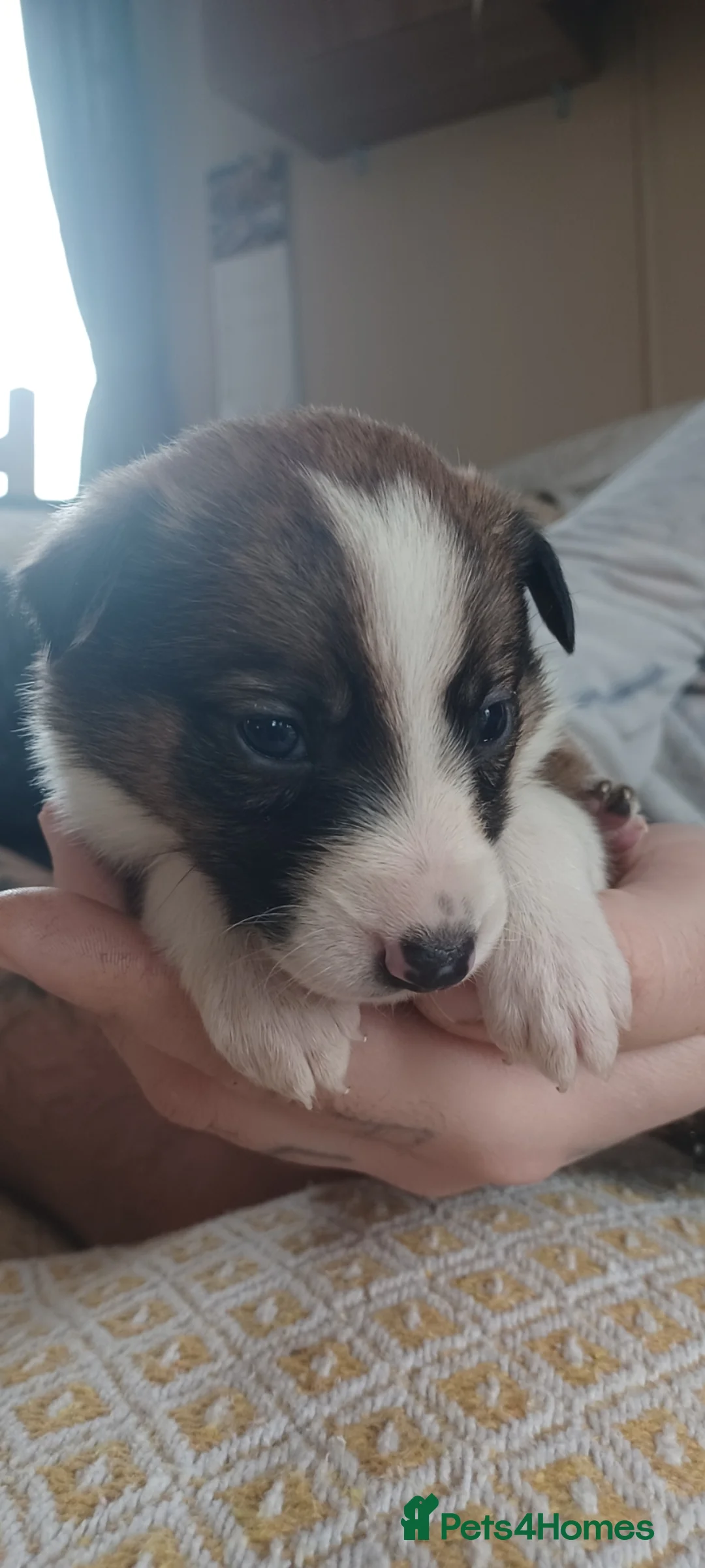 Border Collie dogs for sale: Collie puppies for sale ONLY BOYS AVAILABLE - Advert 21