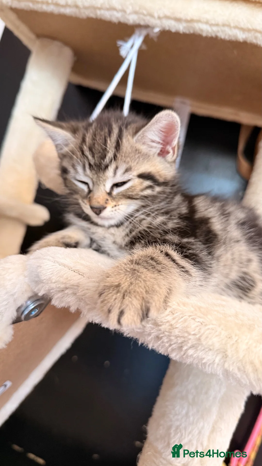 Mixed Breed cats for sale: Brother and sister kitten  in Chelmsford - Advert 8