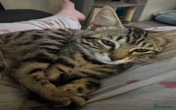 Bengal cats for sale: Bengal cat  - Advert 1