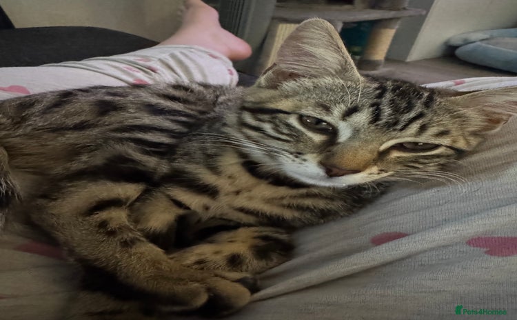 Bengal cats Bengal cat  - Advert 1