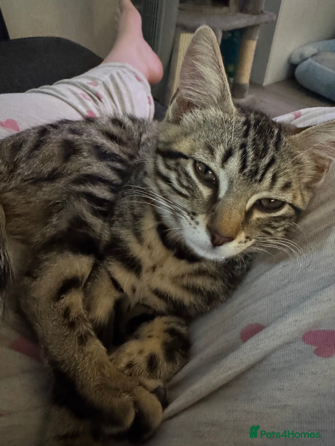 Bengal cats for sale: Bengal cat  - Advert 1