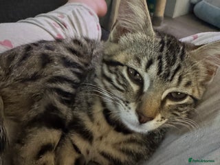 Bengal cats Bengal cat - Advert 1