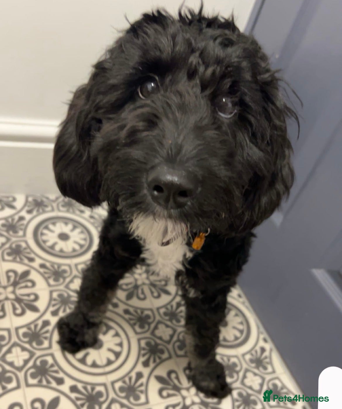 Sheepadoodle dogs Sheepadoodle puppies - Advert 3
