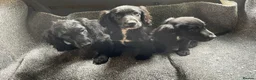 Cocker Spaniel dogs for sale: 3 gorgeous cocker spaniel puppy’s  - Advert 6