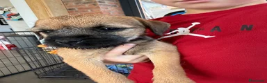 Border Terrier 1