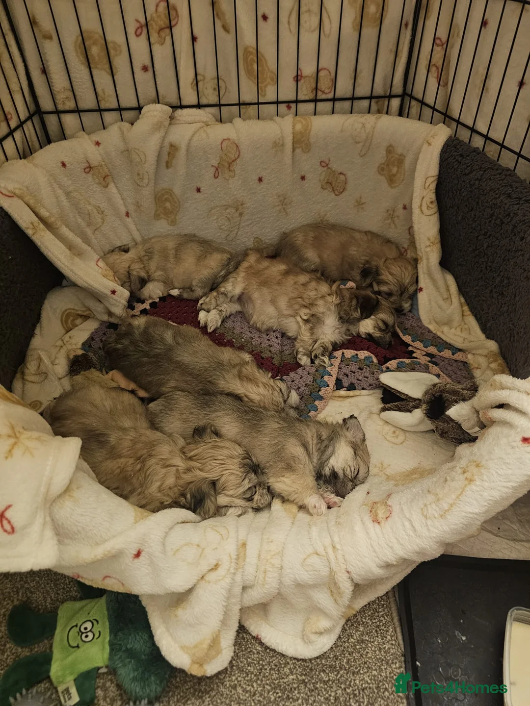 Maltese dogs for sale: Maltese puppies  - Advert 7