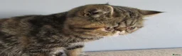 Exotic cats for sale:  Beautiful Exotic female kittens Ready now - Advert 29