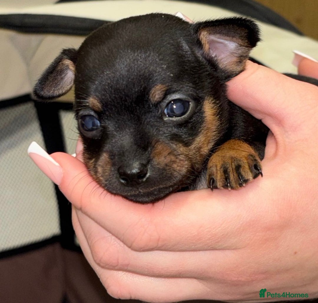 Chihuahua dogs for sale: 2 dark choc and tan male chihuahuas available  - Advert 2