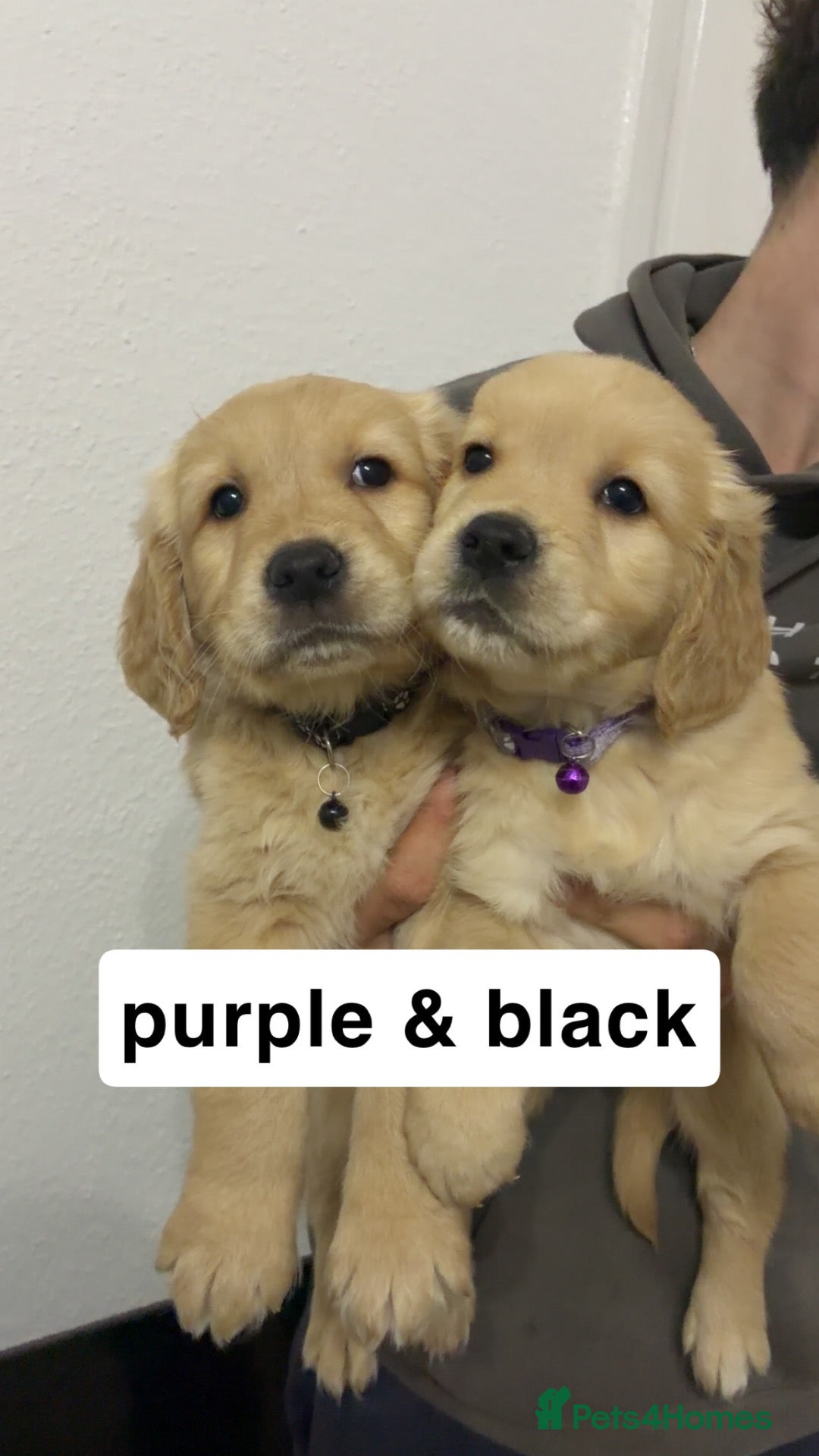 Golden Retriever dogs for sale: Red golden retrievers  - Advert 9