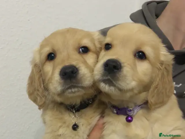 Golden Retriever dogs for sale: Red golden retrievers - Advert 9