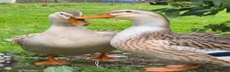Ducks poultry for sale: Large Silver Appleyard Ducks - Advert 4